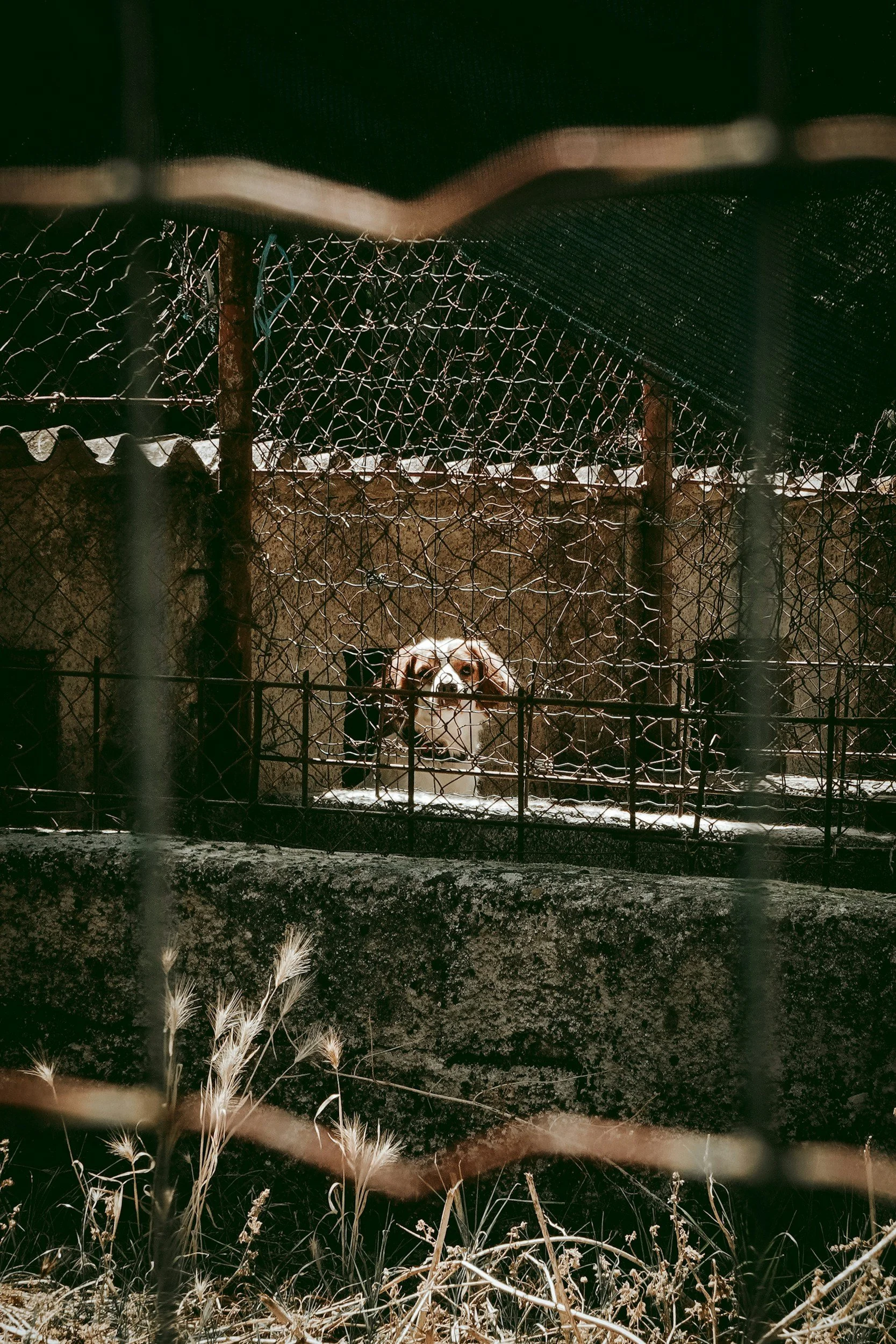 Dog behind a chain-link fence at night, with dry grass in the foreground.