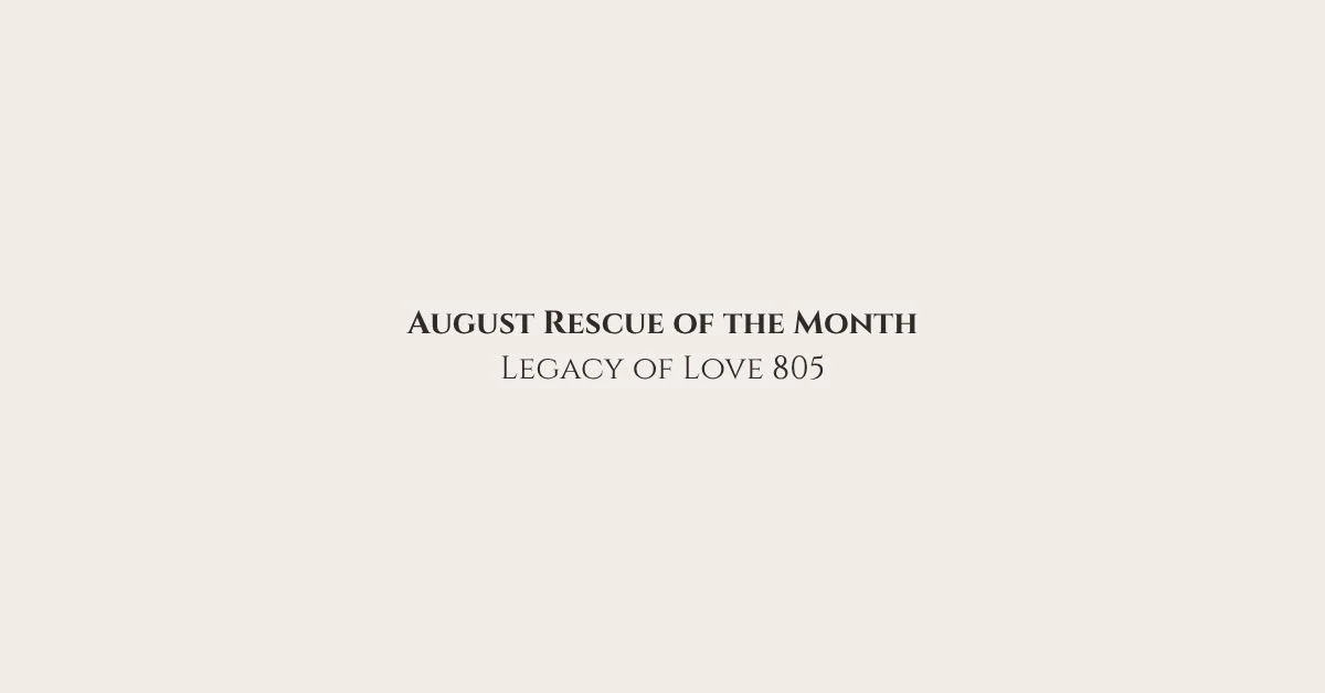 ⭐Rescue of the Month: Legacy of Love
