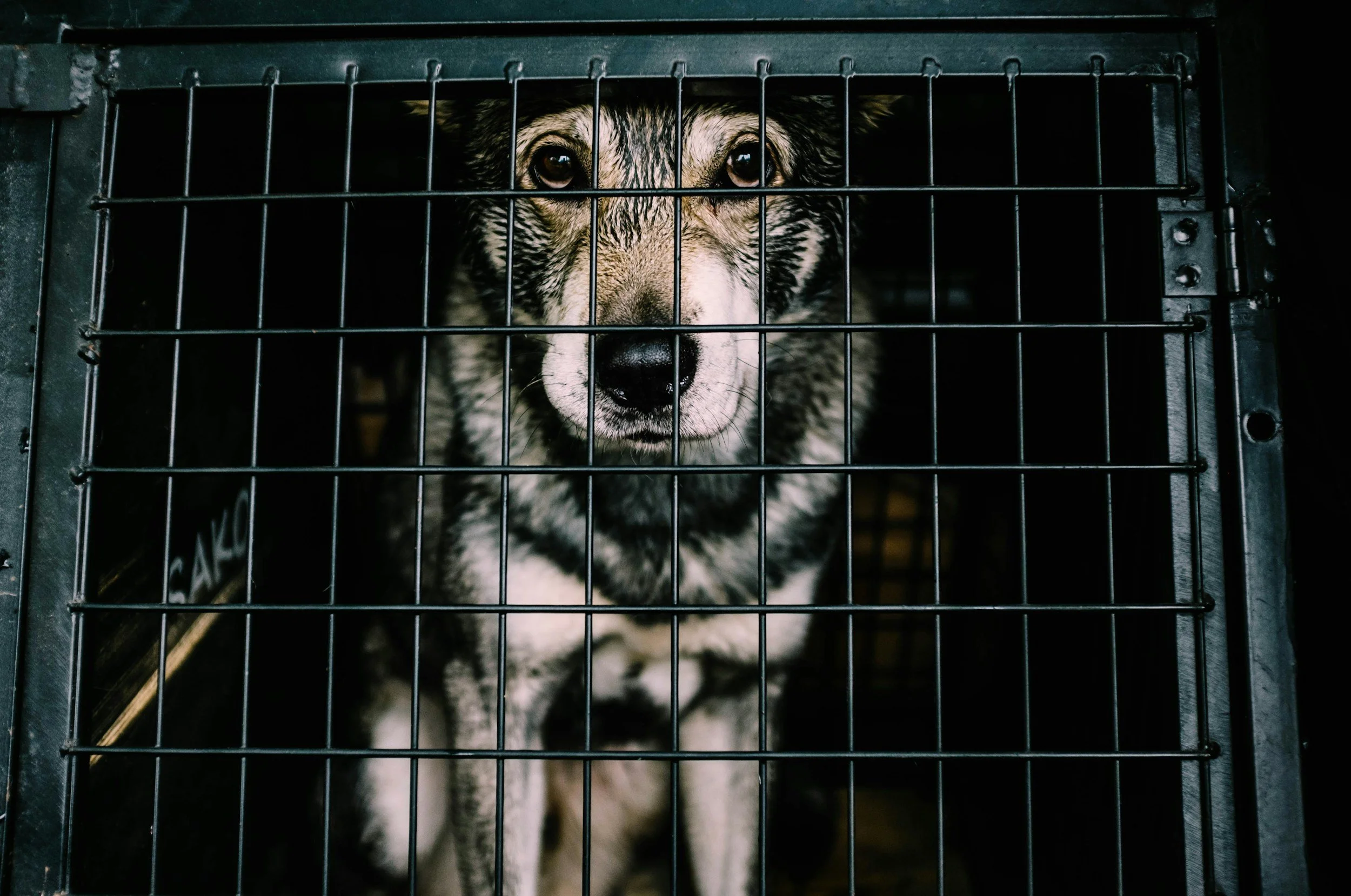 A dog behind a metal cage with bars, looking directly at the camera.