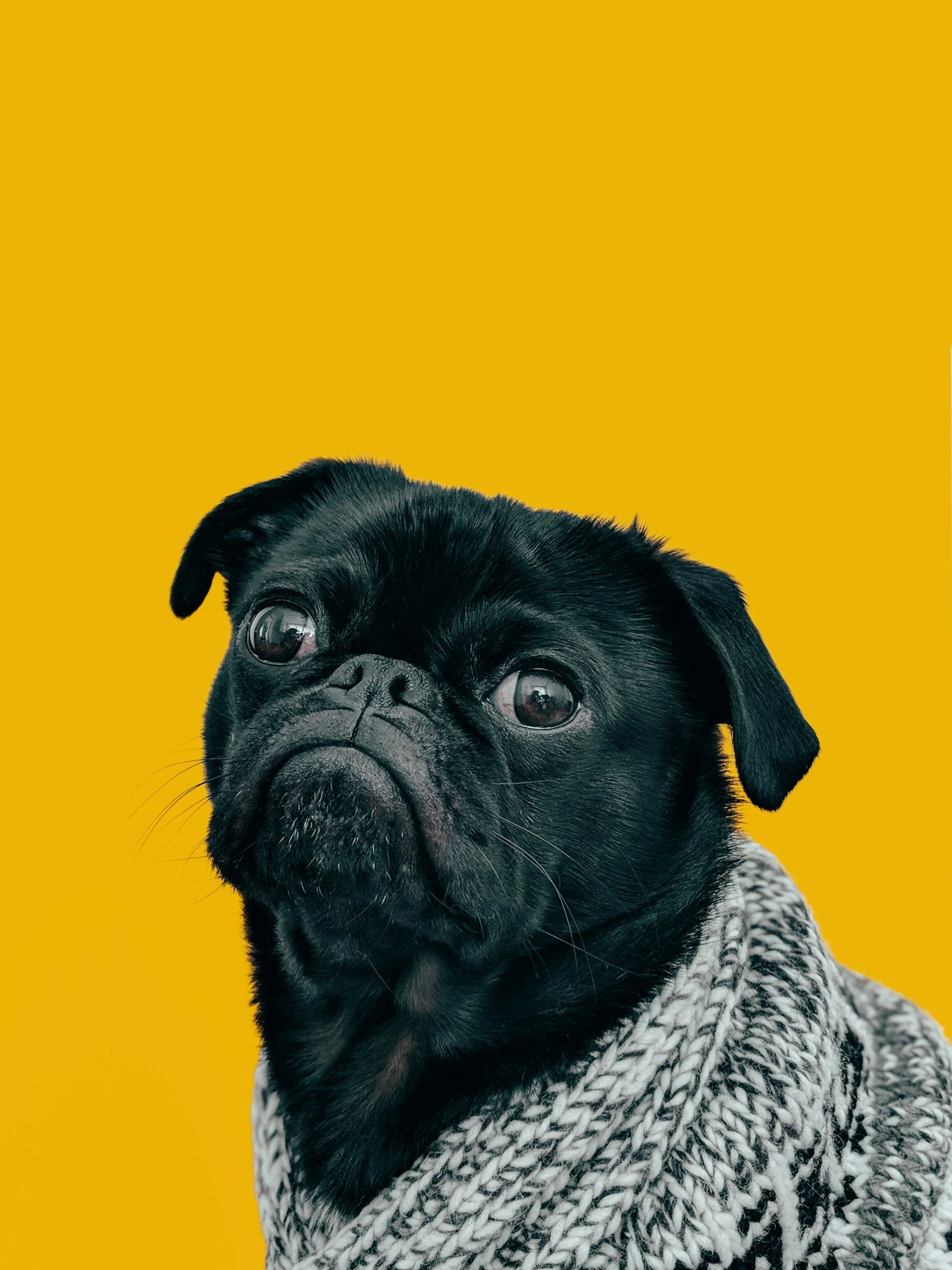 A black pug dog with big eyes wearing a chunky black-and-white knitted sweater, set against a bright yellow background.