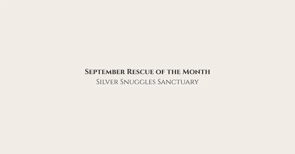 ⭐Rescue of the Month: Silver Snuggles Sanctuary