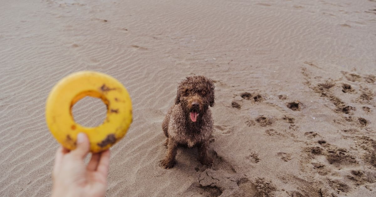 Eco-Friendly Pet Essentials: A Late-Summer Guide for Conscious Pet Parents