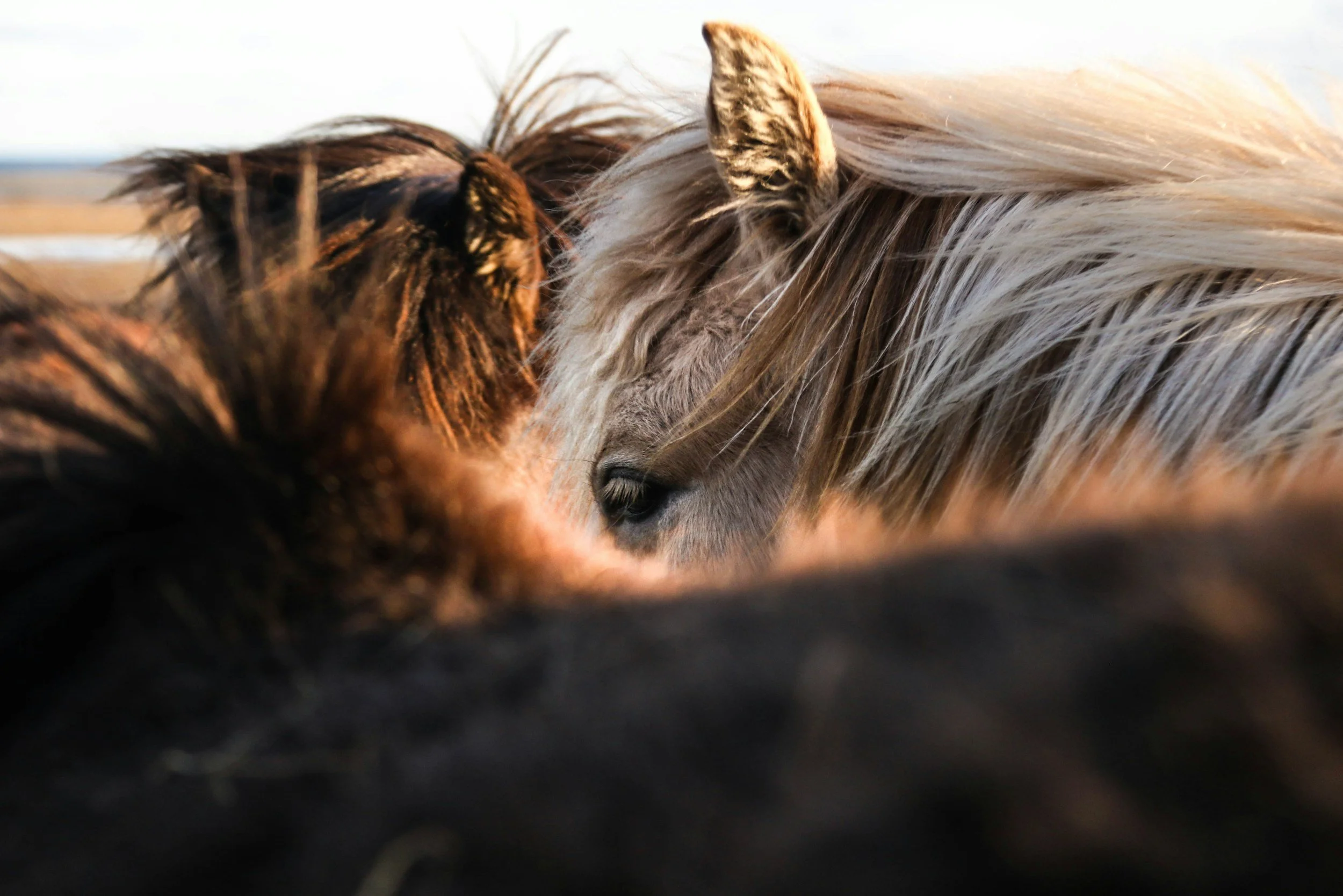 Close-up of two horses with their heads touching, showing their manes and part of their faces, against a blurred outdoor background.