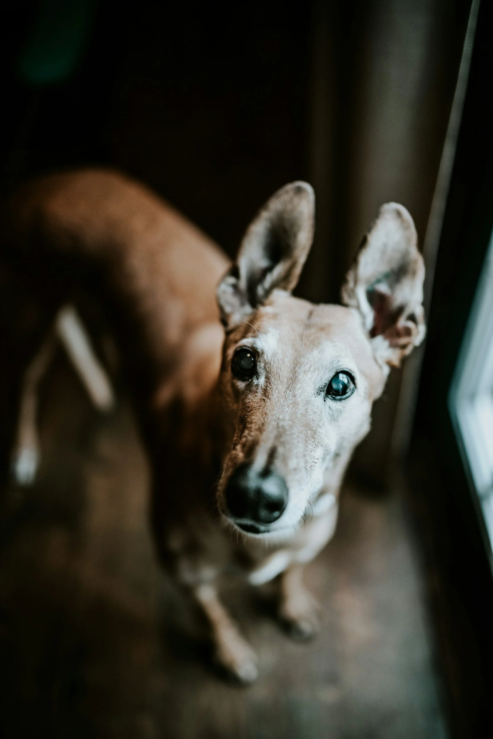 Close-up of a dog with light fur and big ears, lying on the floor indoors, with a dark background.