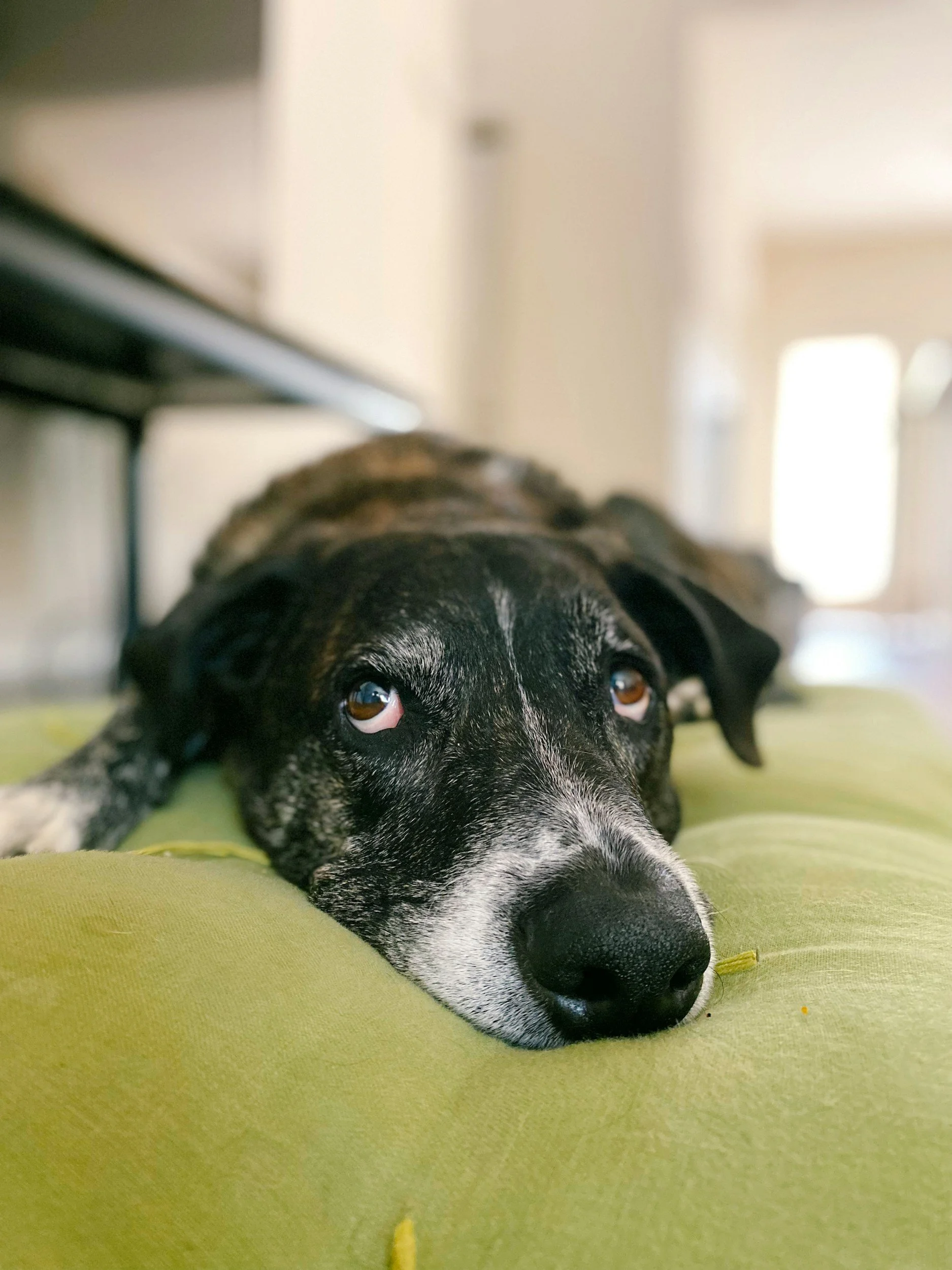 Close-up of a black and white dog lying on a yellow-green surface, resting its head with brown eyes looking ahead, in an indoor setting.
