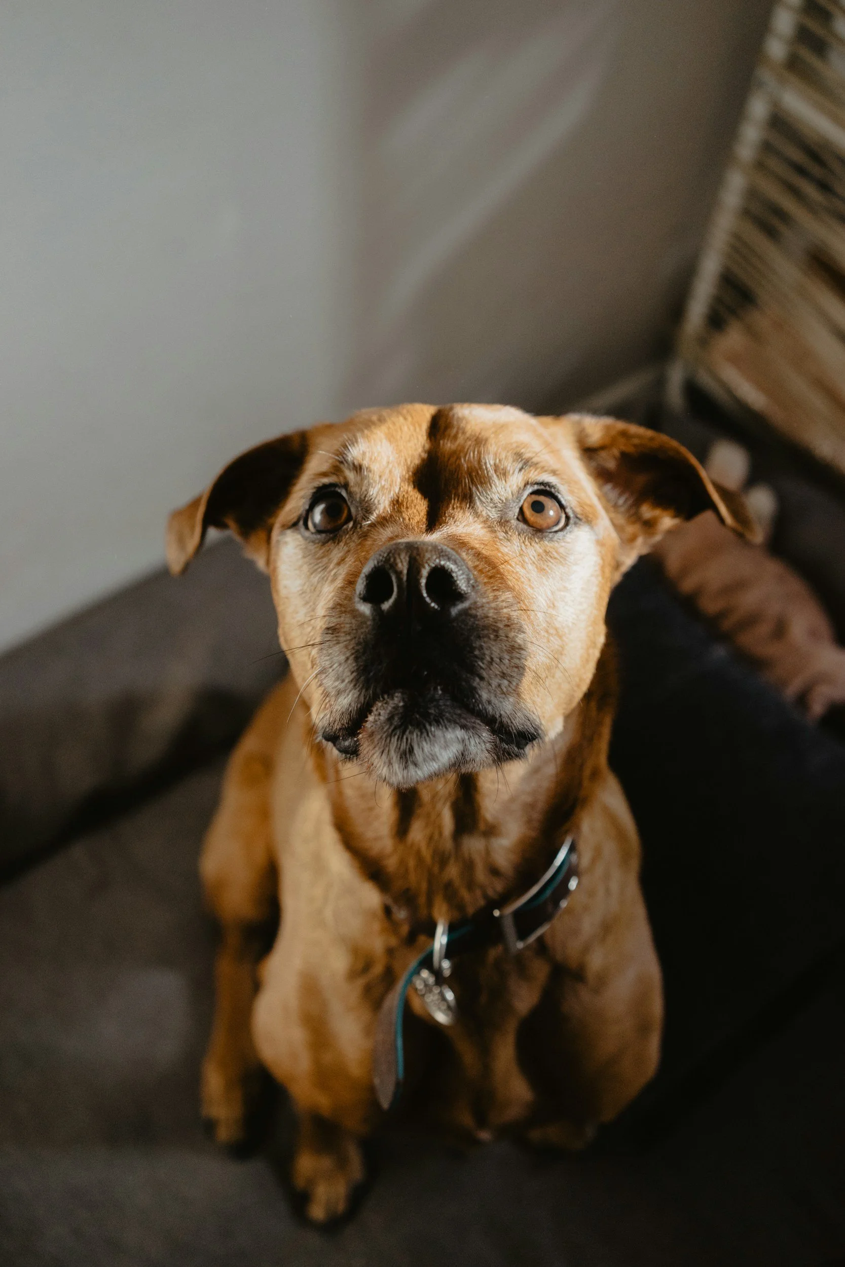 Close-up of a brown dog with a black nose, sitting on a black surface, looking up at the camera with amber eyes. The background shows shelves and a wall.