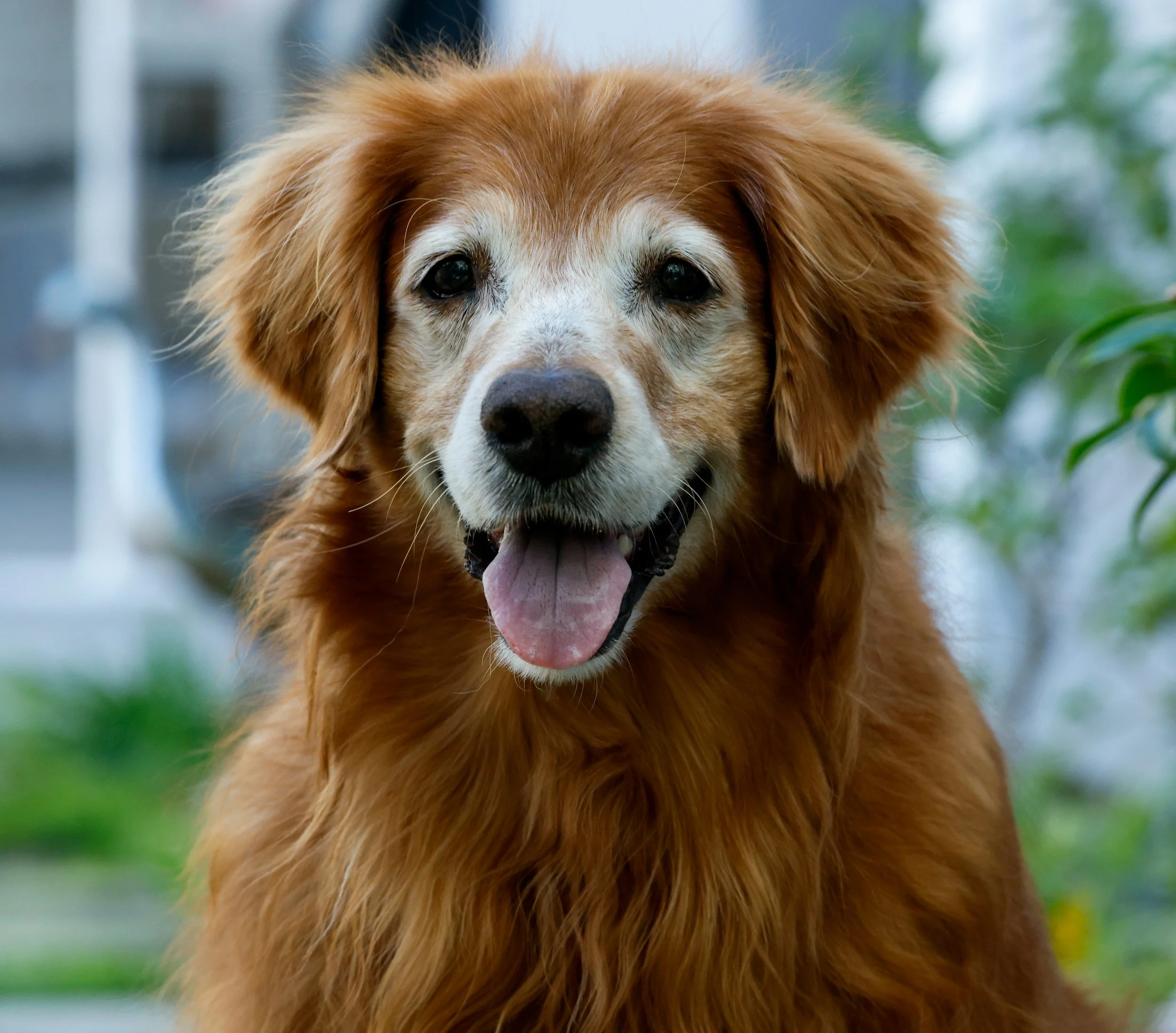 Close-up of a golden retriever's face with brown eyes and tongue out, outdoors with blurred green background.