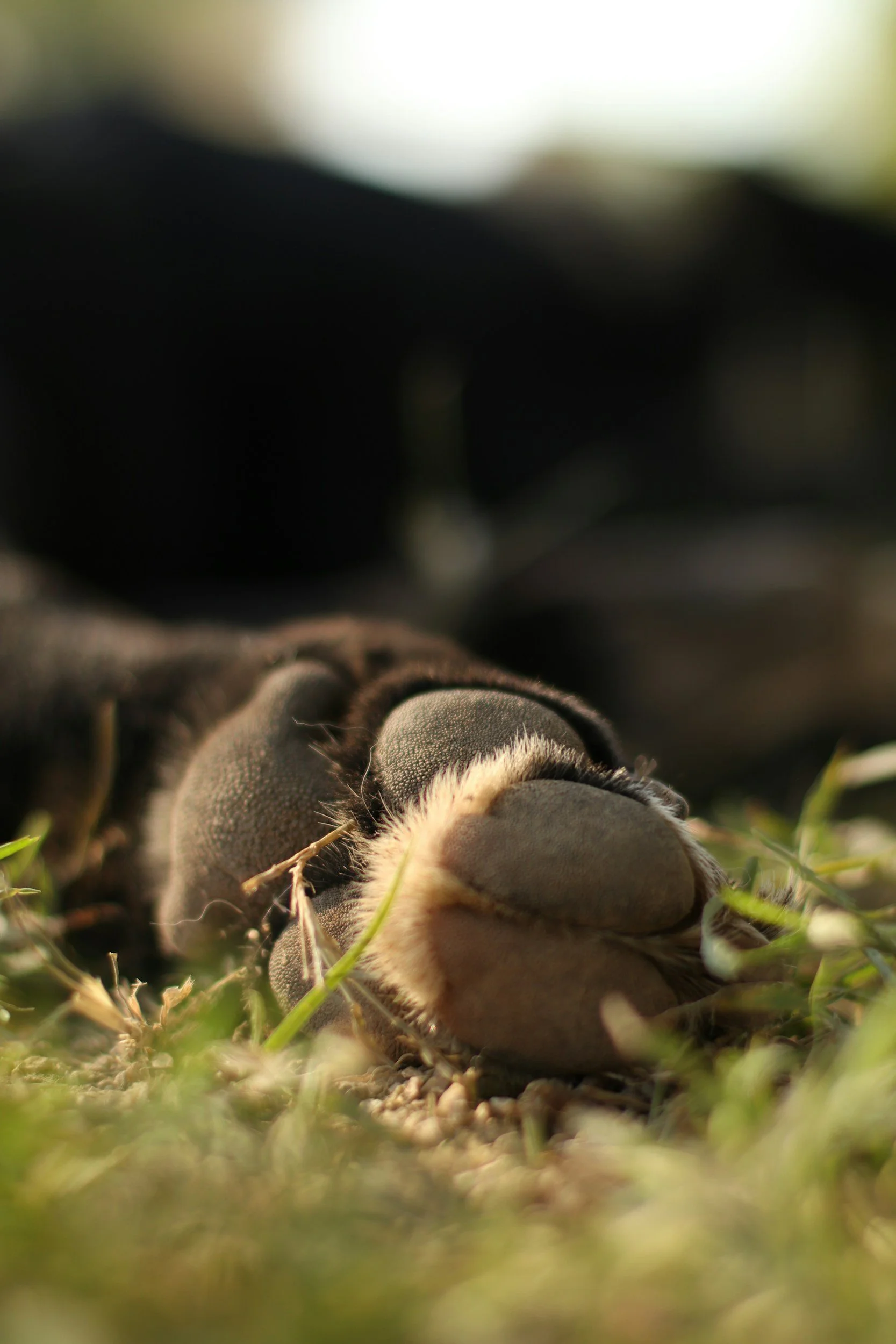 Close-up of a sleeping puppy lying on grass with focus on its nose and paws.