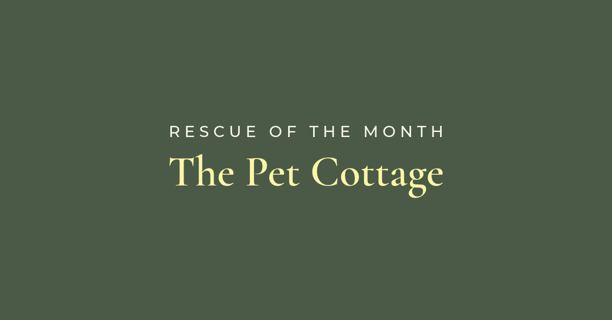 Rescue of the Month: The Pet Cottage