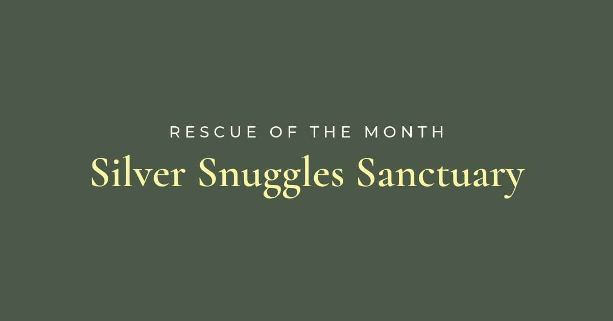 Rescue of the Month: Silver Snuggles Sanctuary