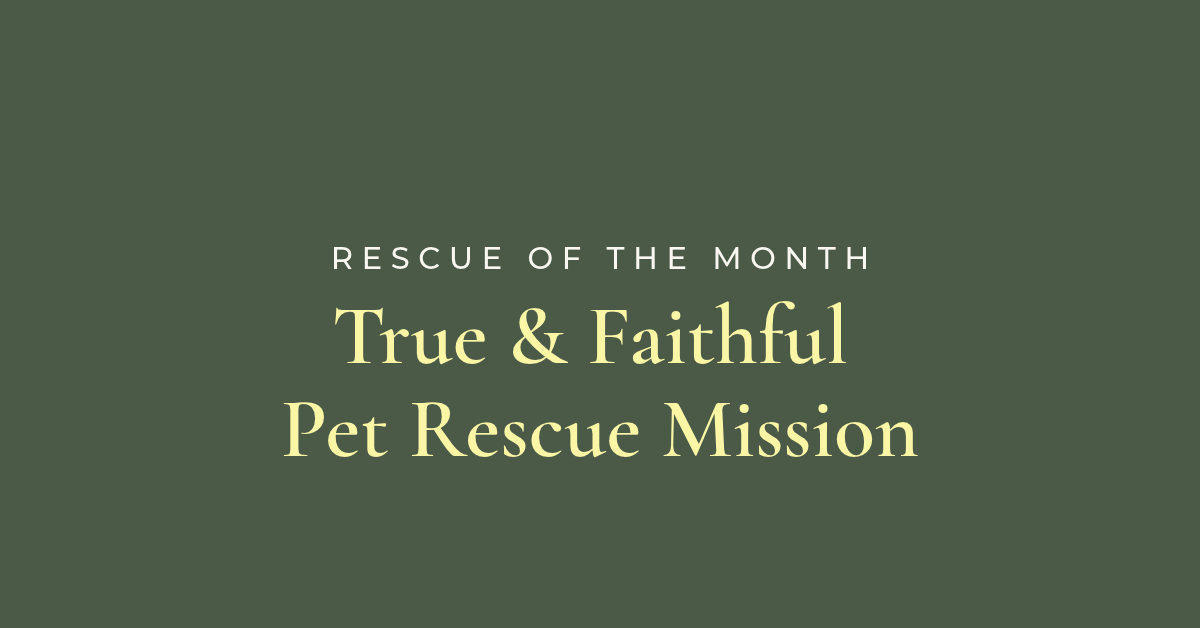 Rescue of the Month: True &amp; Faithful Pet Rescue Mission