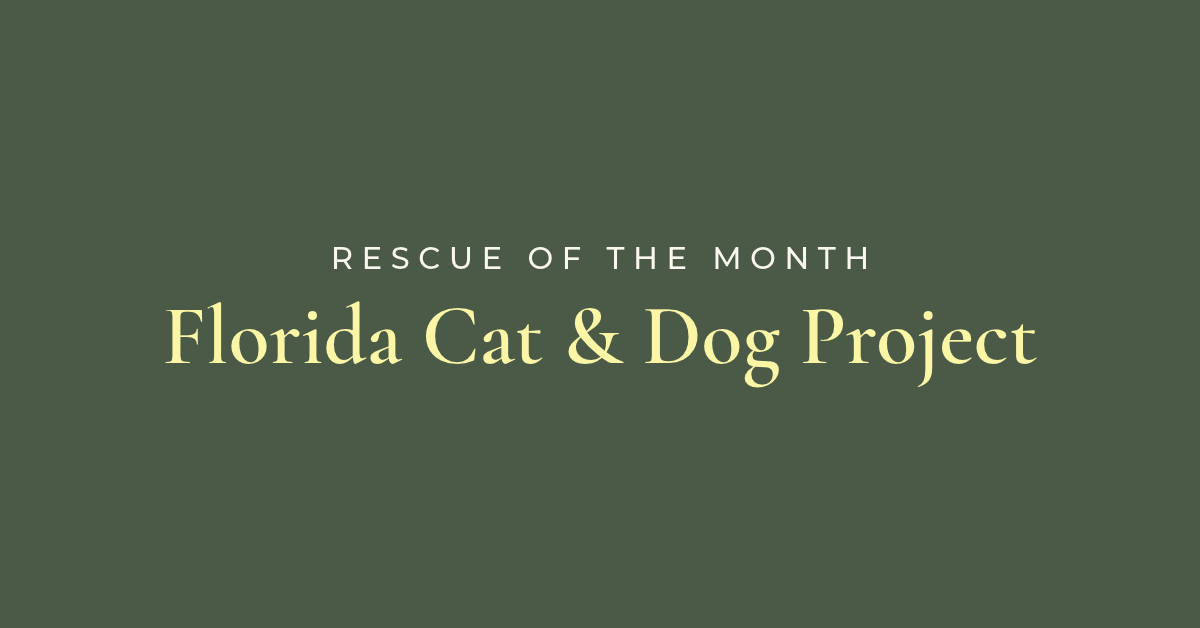 Rescue of the Month: Florida Cat &amp; Dog Project