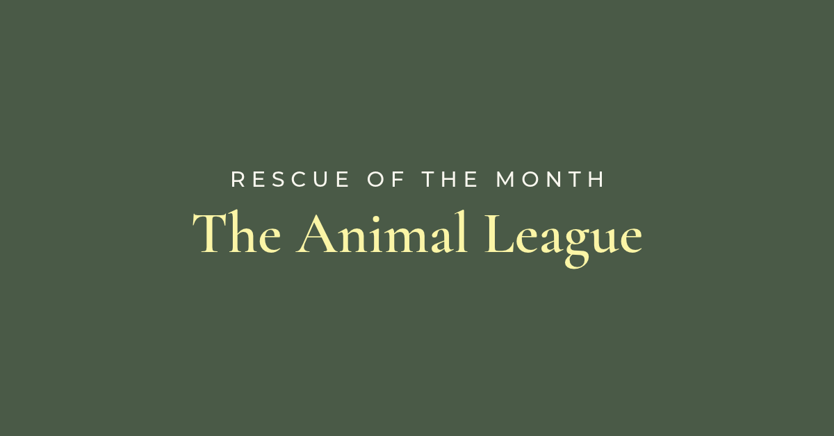 Rescue of the Month: The Animal League