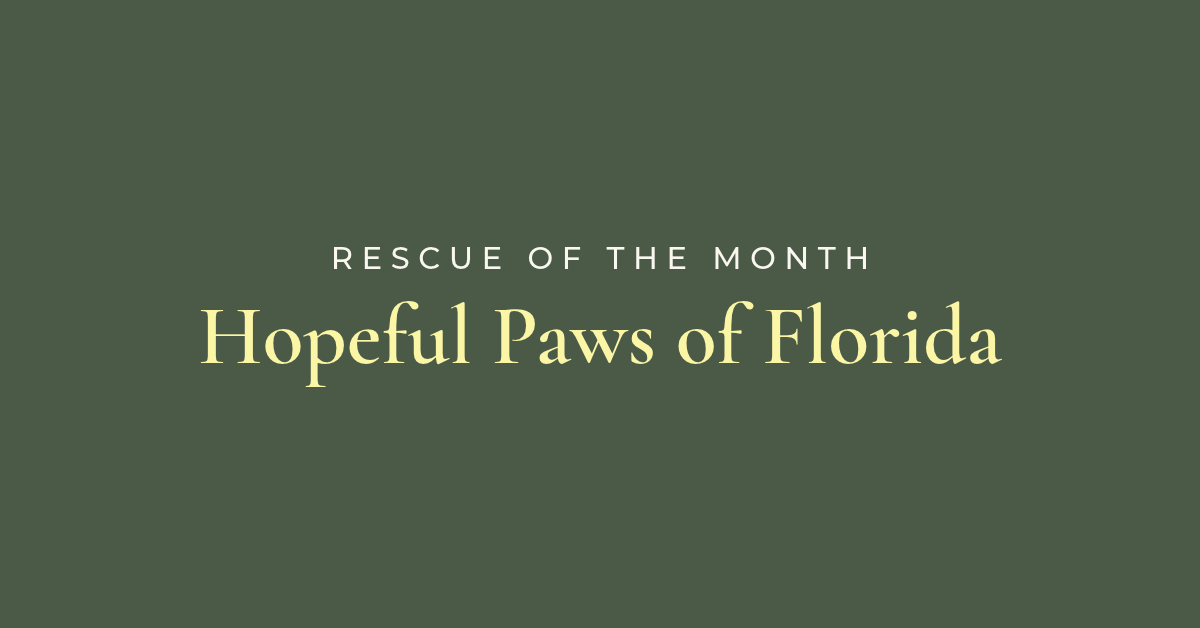 Rescue of the Month: Hopeful Paws of Florida