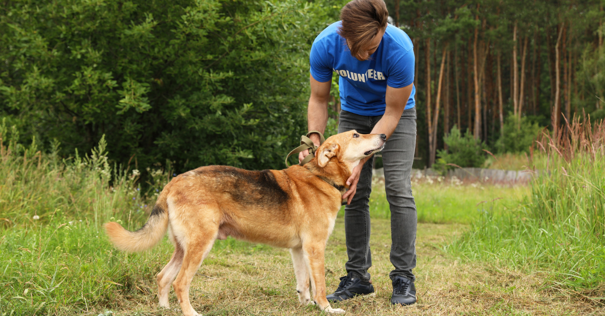 The Missing Connections in Animal Rescue