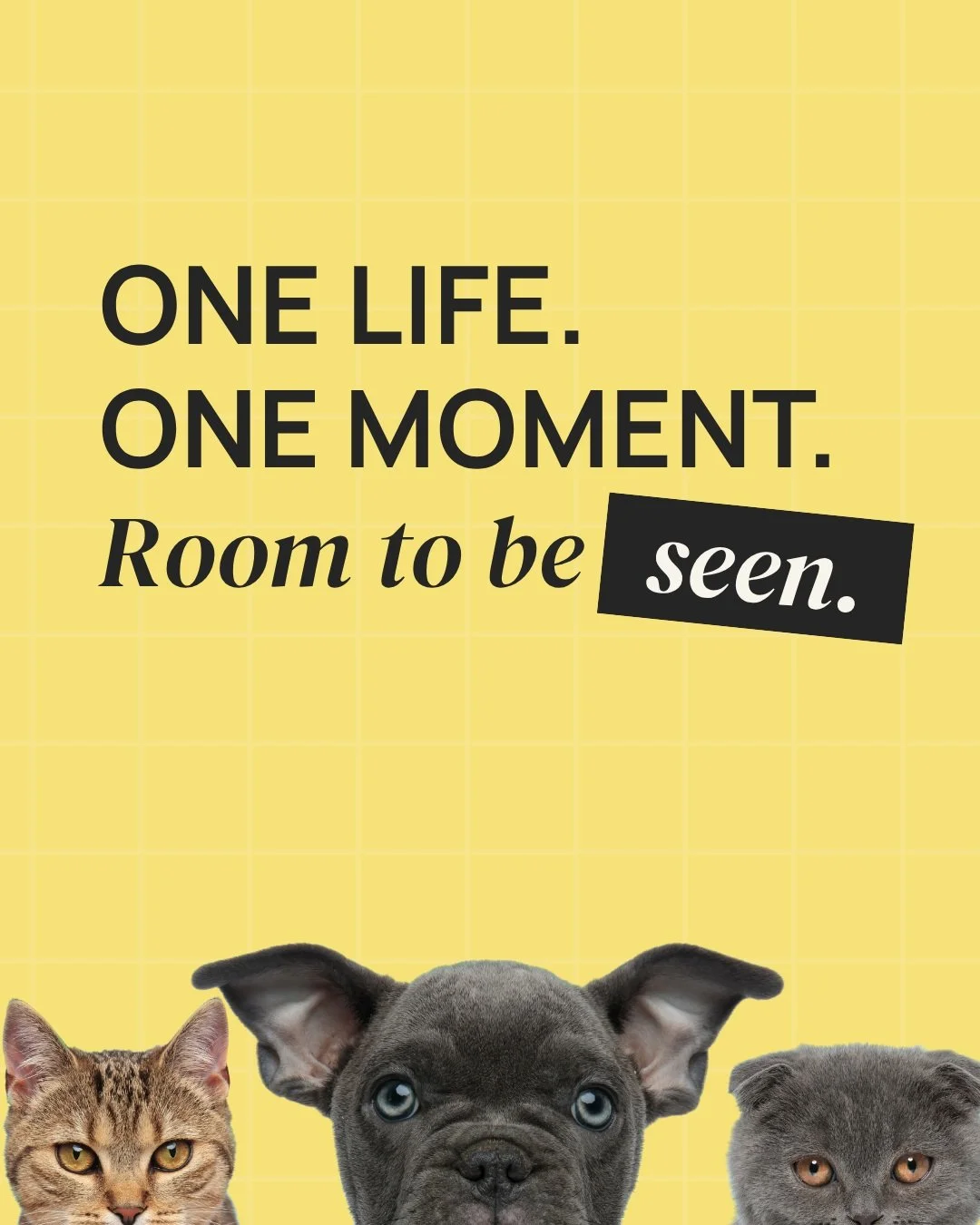 Every animal deserves a clear moment to be seen.

EveryOne is an idea I&rsquo;m developing for calmer, more organized shelter-pet visibility: one spotlight at a time, with room to meet the animal behind the post.

The first focus is shelter dogs. I h