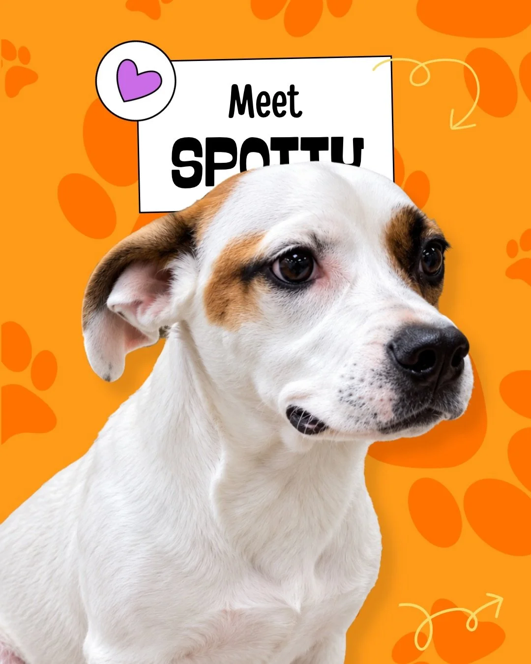 Meet Spotty. 💜🐾

A little white-and-brown face, curious-looking eyes, and a name worth remembering.

Spotty is a one-year-old Pit Bull Terrier mix currently at Devore Shelter in San Bernardino County, California. He&rsquo;s a young adult, and there