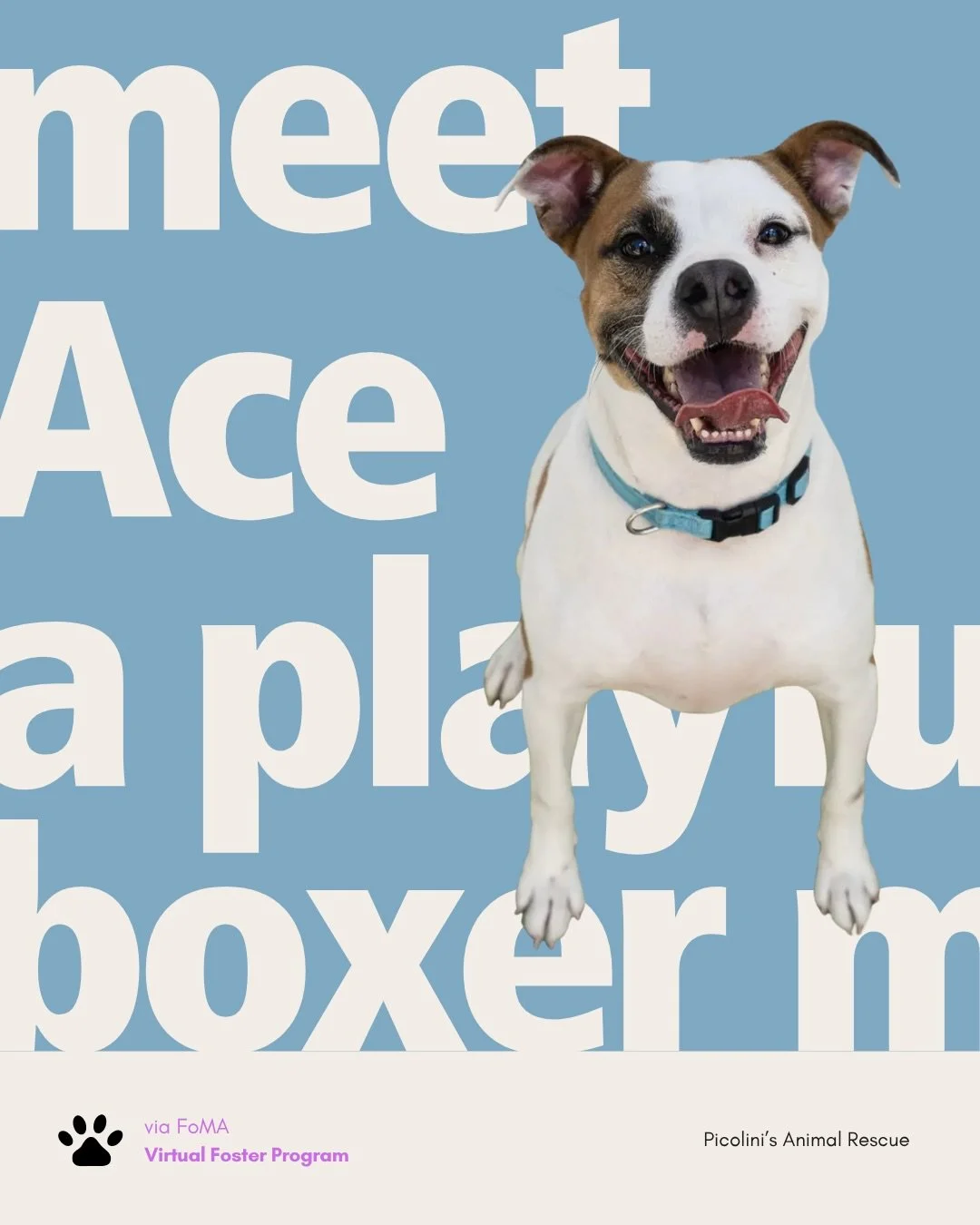 Meet Ace 💜 He&rsquo;s a 2-year-old boxer mix who enjoys running, fetch, and walks, according to Picolini&rsquo;s Animal Rescue.

Ace is 2 years old and weighs about 40 pounds. Picolini&rsquo;s Animal Rescue says he does well with children and other 