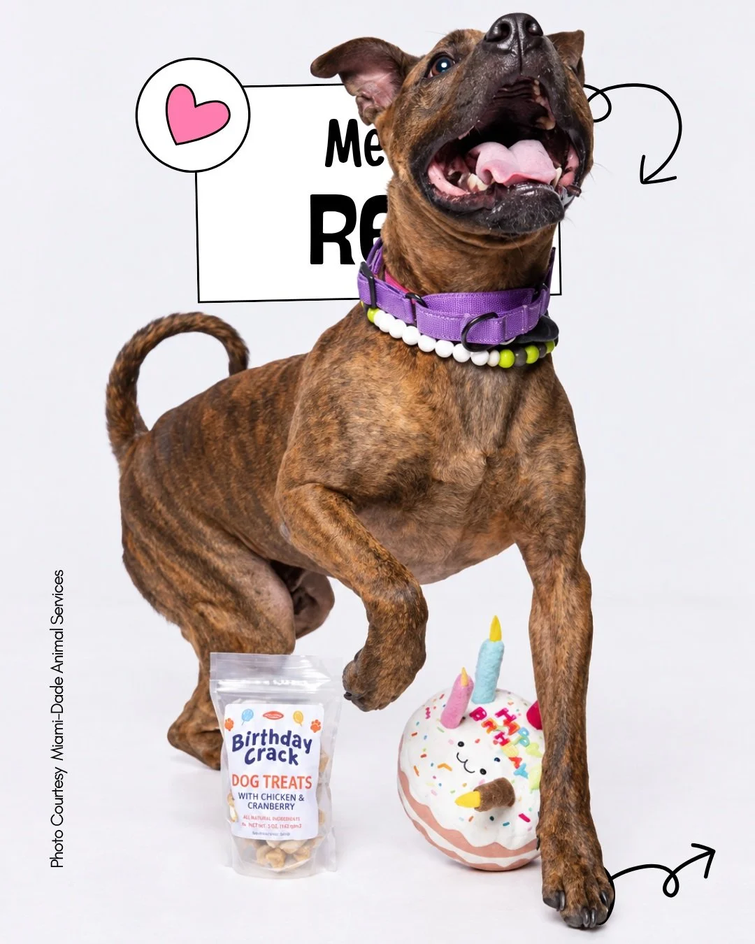 💗 LONG-STAY TUESDAY

Meet Rex, a 6-year-old American Bulldog mix currently available through Miami-Dade Animal Services in Doral, Florida. He has been in shelter care since June 24, 2025.

💗 Long-Stay &bull; 💙 Adult &bull; 🧡 Gentle Giant

🐾 ABOU
