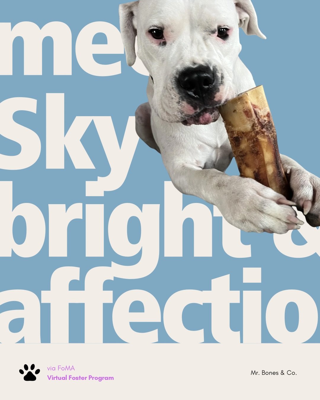 Meet Sky. Mr. Bones &amp; Co. describes her as affectionate and playful. She enjoys car rides and quiet time beside her people, too.

Sky is an adult Dogo Argentino mix, about 85 pounds. She is house-trained, was born deaf, and communicates with hand