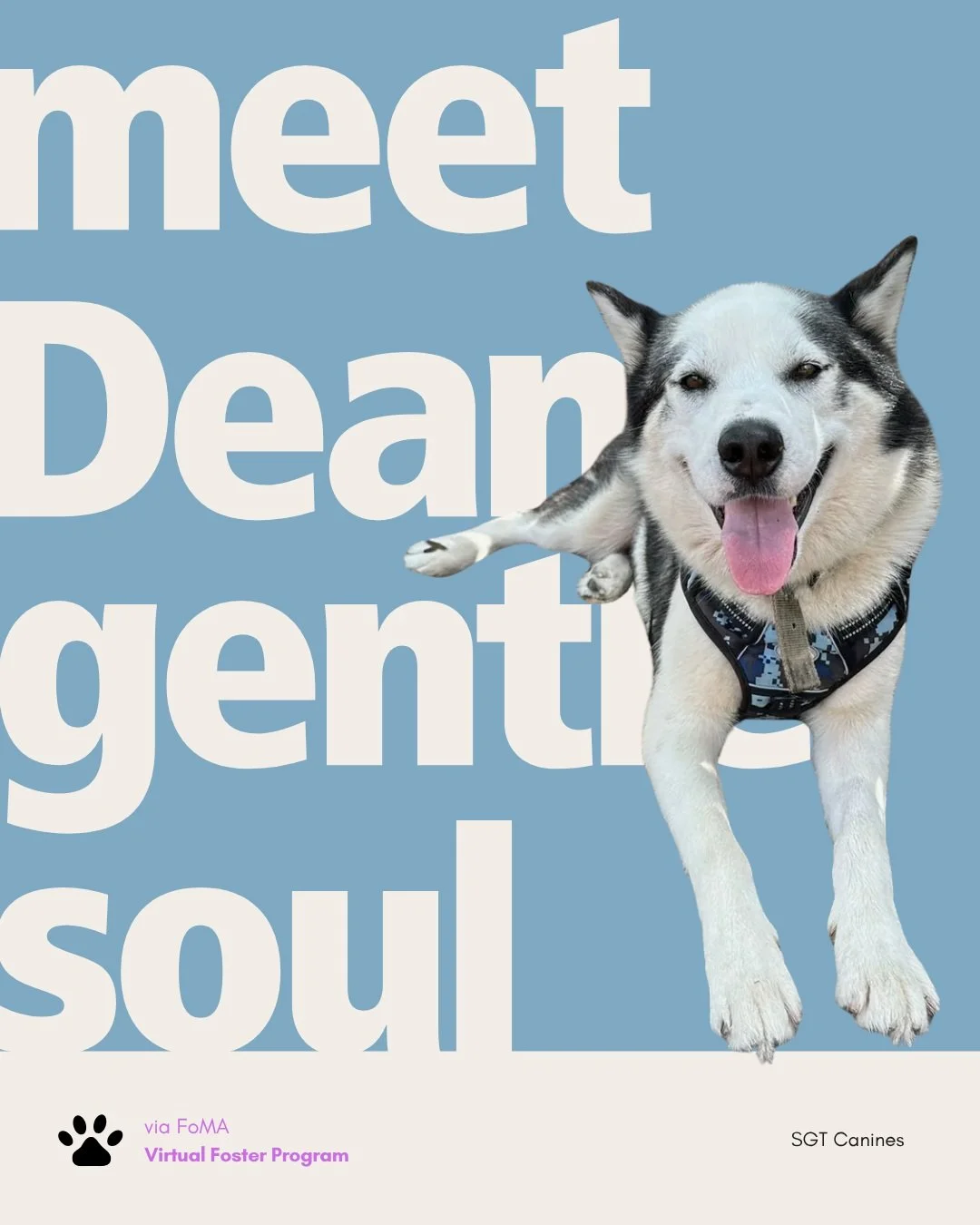 Meet Dean, a seven-year-old Husky with a gentle, affectionate nature. He enjoys walks, quiet time at home, and being close to his people. Unfamiliar situations can make him timid, so a little patience and reassurance help him settle in.

SGT Canines 