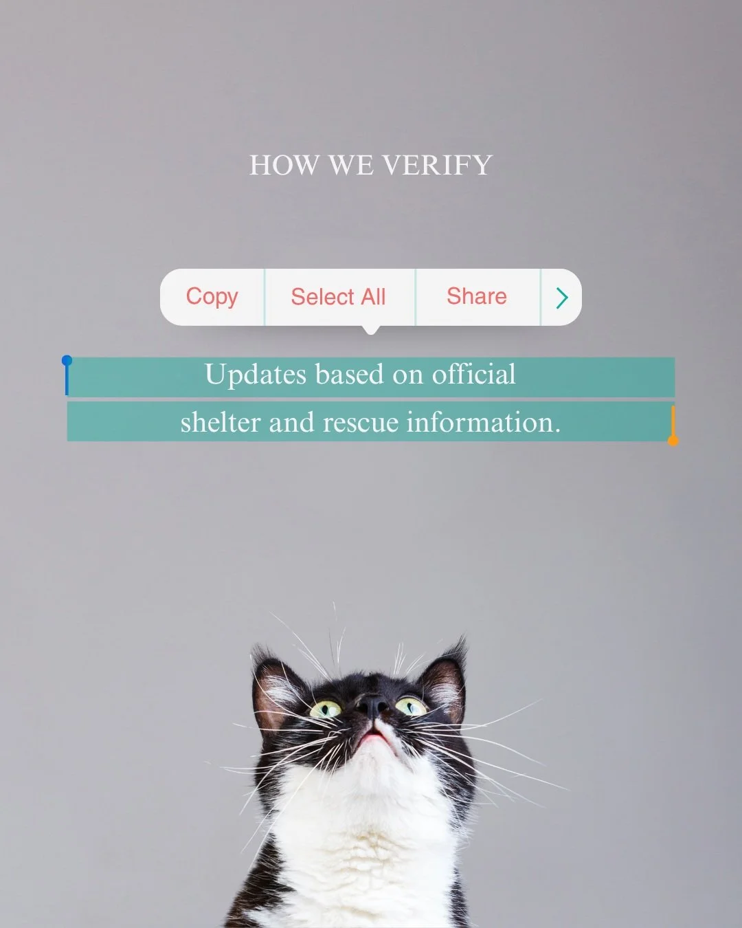 Every status we publish should have a clear source behind it.

Before sharing an animal, we review the official shelter or rescue listing, confirm that the record belongs to the correct animal, and note the date the information was checked. We review