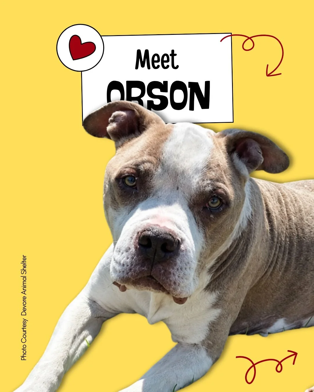💗 ORSON &mdash; ADOPTED
Animal ID: A851482
Devore Animal Shelter

Orson was adopted on October 6, 2026, as confirmed in an email from San Bernardino Rescue Coordination documented in our tracker.

We&rsquo;re happy to share this news with everyone w