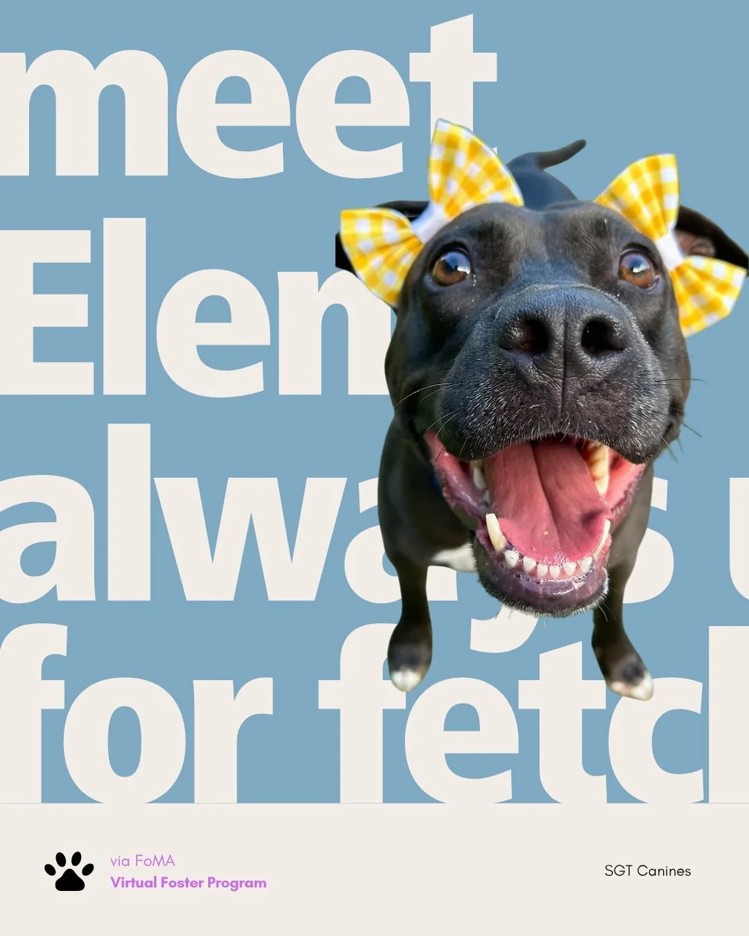 Meet Elena. She&rsquo;s a four-year-old Terrier Mix who loves chasing a ball and spending time outdoors. SGT Canines describes her as affectionate and adventurous. Swipe to get to know her. 💙 💗

Elena is house trained and crate trained. SGT Canines