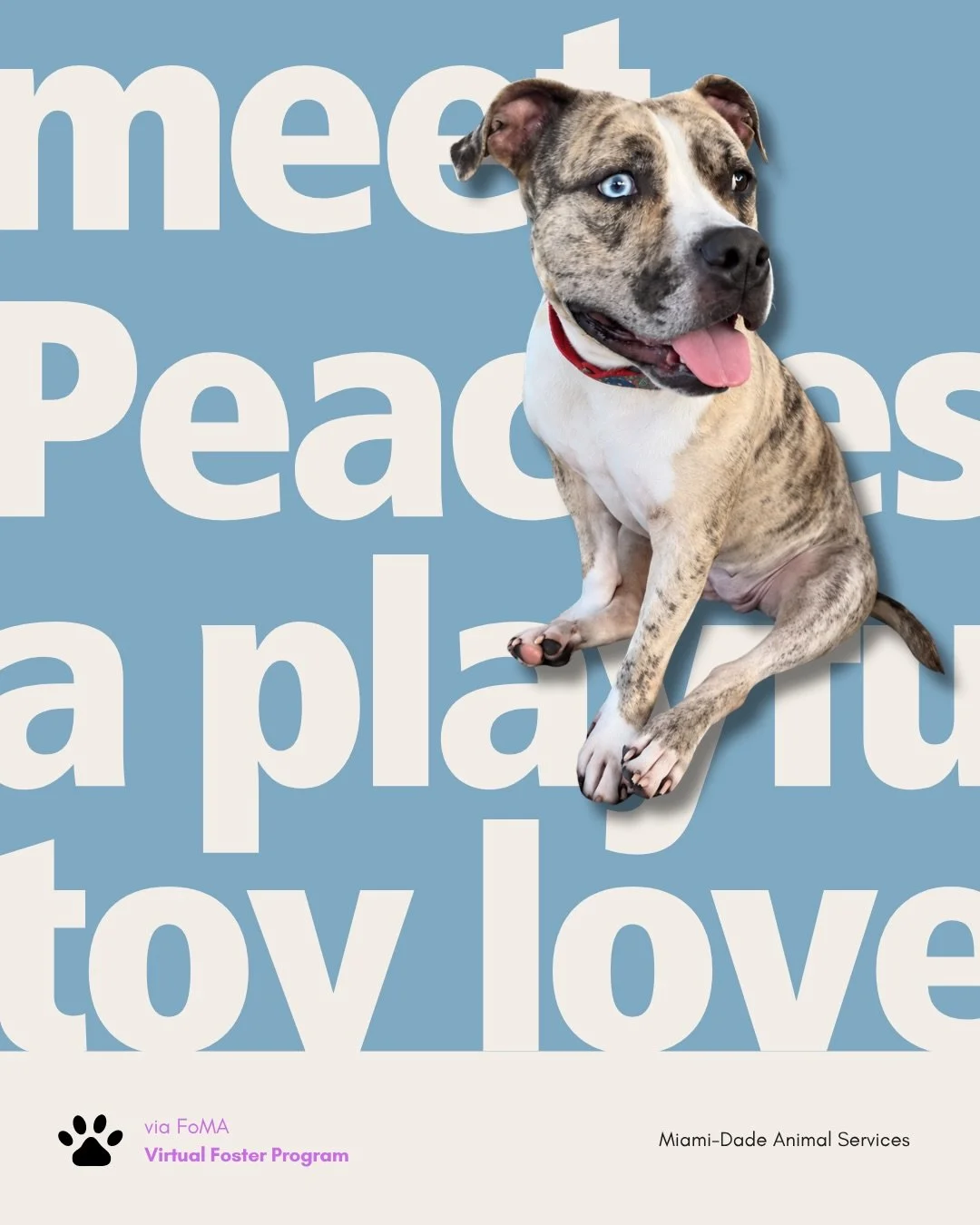 Meet Peaches 💗💙🤍

She loves squeaky toys, belly rubs, and time to play. For Long-Stay Tuesday, we&rsquo;re sharing this three-year-old through FoMA&rsquo;s Virtual Foster Program.

Her Miami-Dade Animal Services profile lists her arrival date as D