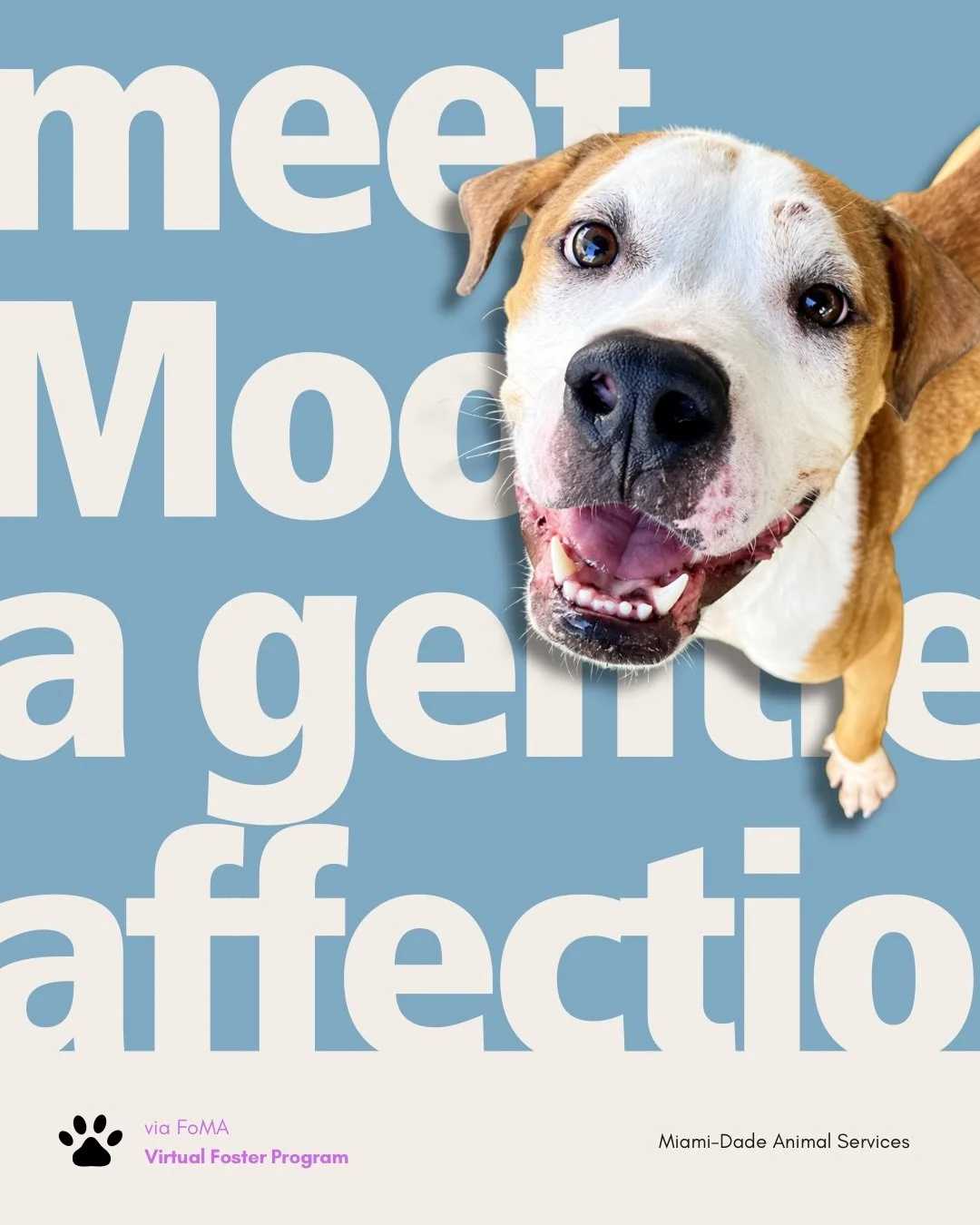 💗 LONG-STAY TUESDAY

Moose enjoys walks, treats, and opportunities to learn, according to FoMA. In his temporary foster home, he has been getting along well with his foster&rsquo;s dog and responding well to training.

FoMA describes him as gentle a