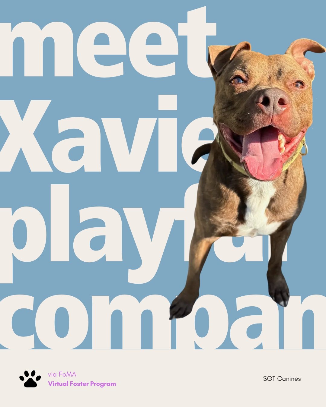 Meet Xavier. ❤️ 💗

Xavier is an eight-year-old Pit Mix with a mostly calm nature and a playful side. He enjoys walks and the occasional zoomies. He is house trained, crate trained, and motivated by treats.

Before SGT Canines rescued him, Xavier spe