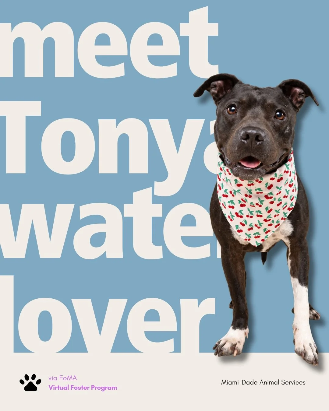 💙🤍💗 Meet Tonya, Our Water Lover!

Tonya is a beautiful, approximately 4-year-old girl who loves playing in the water, going for car rides, enjoying cuddles, and spending time with people she trusts.

She knows &ldquo;sit&rdquo; and &ldquo;stay,&rd