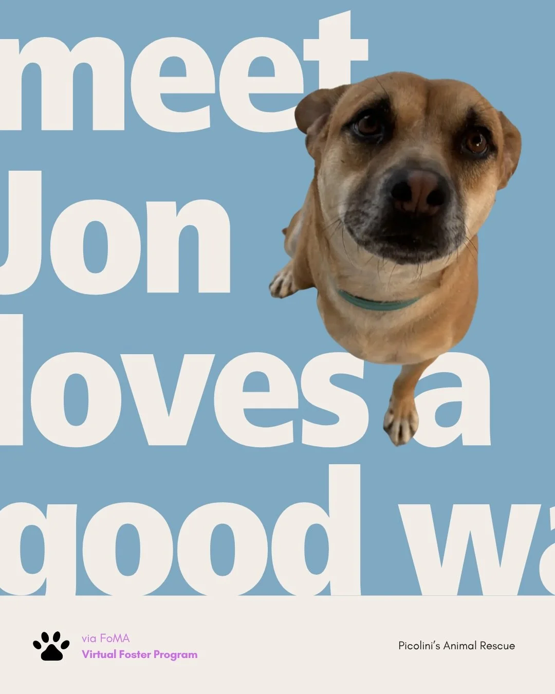 Meet Jon, a playful, affectionate two-year-old Lab mix who loves going for walks. He enjoys spending time with people and does well with other dogs.

Jon is a two-year-old neutered Lab mix who enjoys walks. He does well with children and other dogs, 