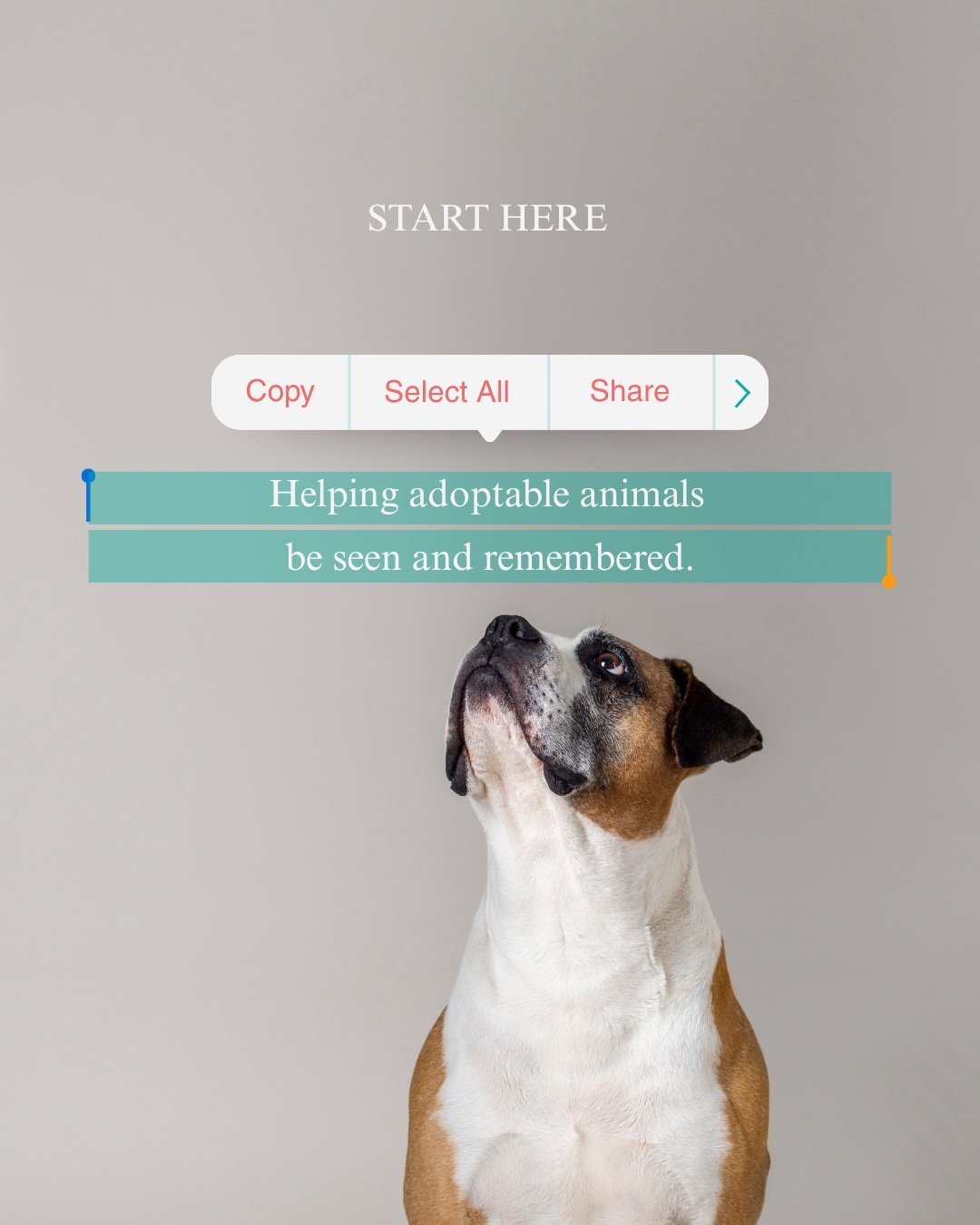 Welcome to Green Muse Adoptables.

We share verified profiles of adoptable animals, with special attention given to long stays, seniors, priority needs, and overlooked adults.

Our information comes from official shelter and rescue listings and is re