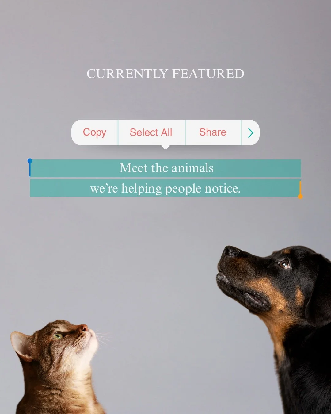 Looking for the animals we are currently featuring?

You&rsquo;ll find their individual profiles in our feed and Available Highlight. Each post includes the animal&rsquo;s location, responsible shelter or rescue, identifying information, adoption dir