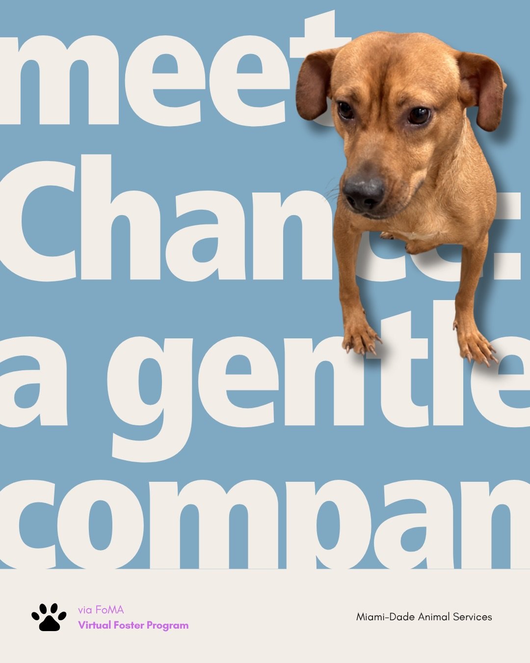Meet Chance, formerly known as Drumstick. FoMA describes him as a gentle, affectionate boy who remained trusting through a difficult recovery.

We&rsquo;re introducing him through FoMA&rsquo;s Virtual Foster Program for #PriorityNeedsWednesday. He is