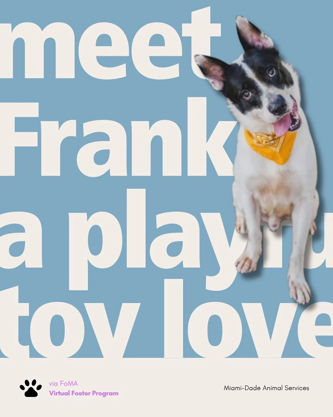 A game of ball or tug is one way to get to know Frank. According to FoMA, he&rsquo;ll bring a toy over when he&rsquo;s ready to play and can enjoy entertaining himself afterward.

The shelter description calls him friendly, loving, and playful, with 