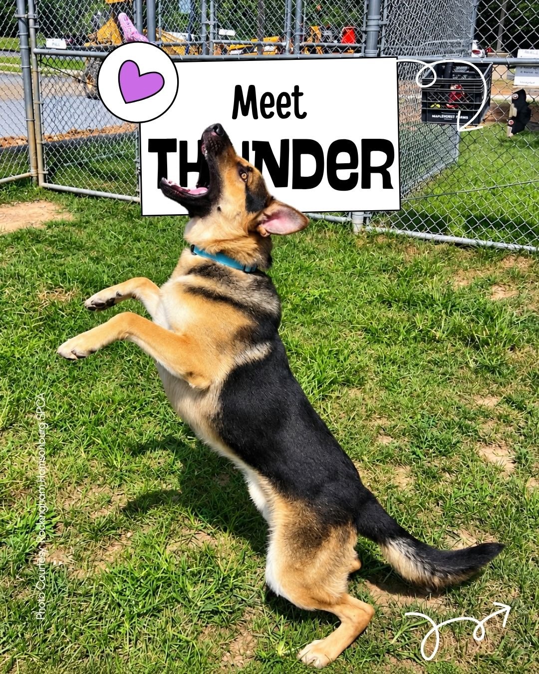 🐾 THUNDER &mdash; CONFIRMATION PENDING
Animal ID: 71256
Rockingham Harrisonburg SPCA

We have contacted the shelter about Thunder&rsquo;s outcome and are awaiting an official response. Our records do not yet contain confirmation of the final outcome