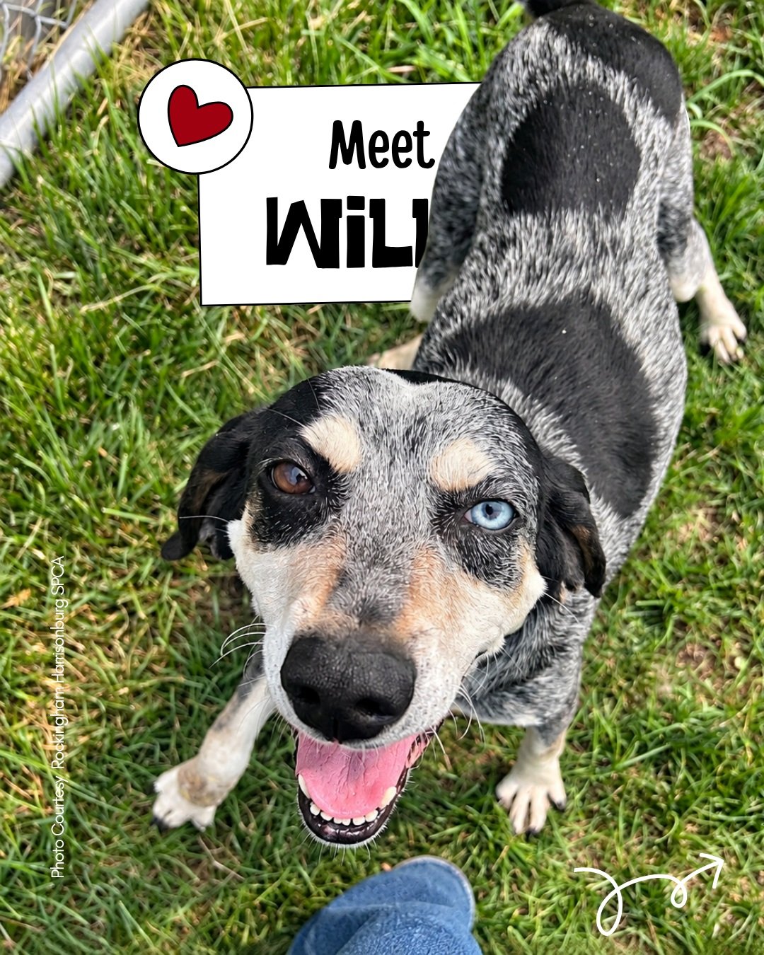 ❤️ PRIORITY-NEEDS WEDNESDAY

Meet Willa (71463), a 7-year-old Hound available through Rockingham Harrisonburg SPCA in Harrisonburg, Virginia.

❤️ Senior &bull; 🧡 Gentle Giant &bull; 🤍 Special-Needs

🐾 ABOUT WILLA

Willa is a 46-lb senior described