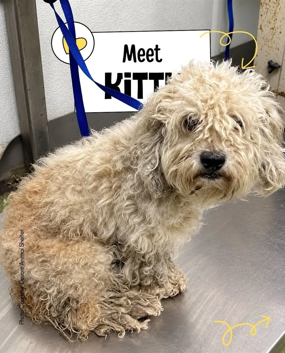 🐾 KITTY &mdash; PLACED WITH RESCUE
Animal ID: A851593
Devore Animal Shelter

Devore Animal Shelter confirmed Kitty&rsquo;s rescue pickup through a direct message documented in our tracker.

Thank you to everyone who followed her story and shared her