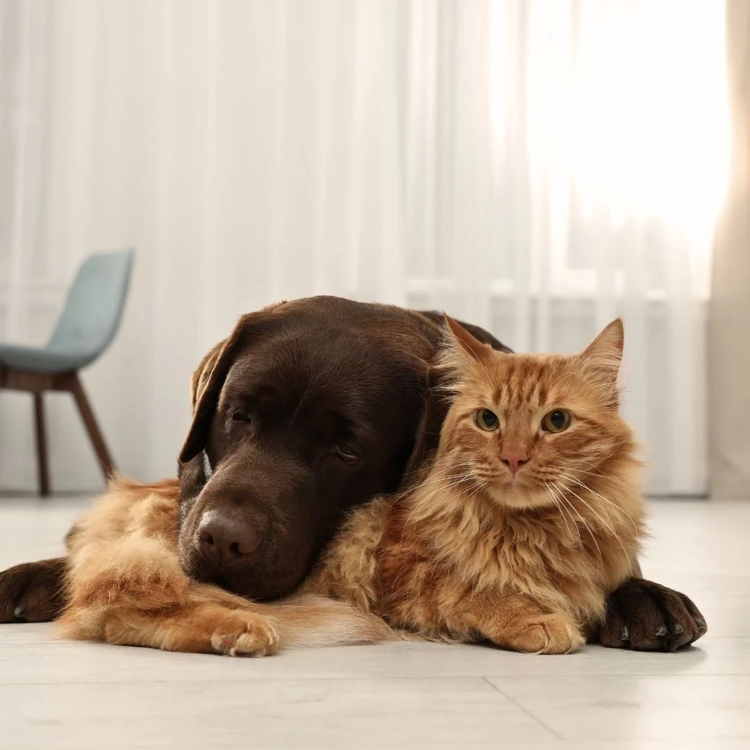 A brown dog and an orange tabby cat lying side by side on a light-colored floor in a bright room with white curtains and a chair in the background.