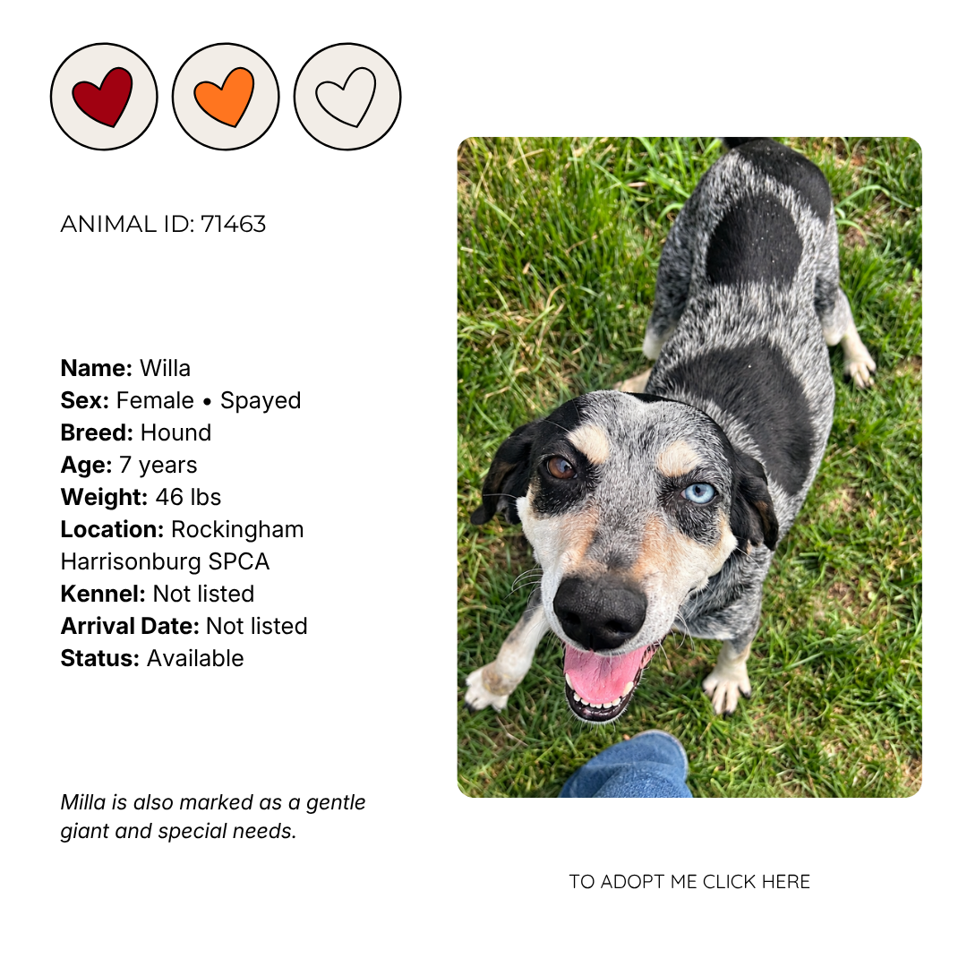Photo of a smiling dog with one blue eye and one brown eye, standing on grass with a person's leg in the foreground.