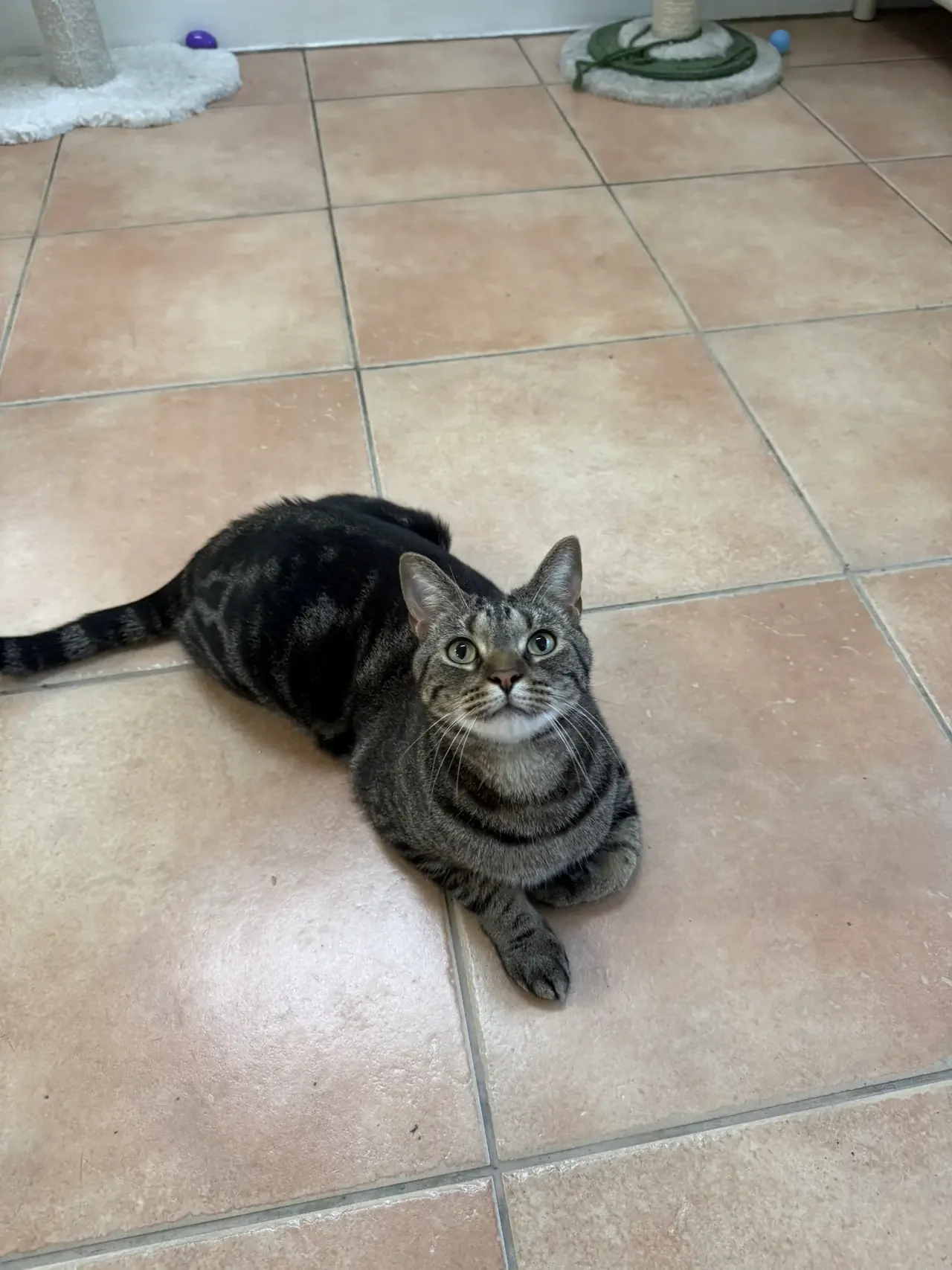 A tabby cat with green eyes lying on a tiled floor, looking up.