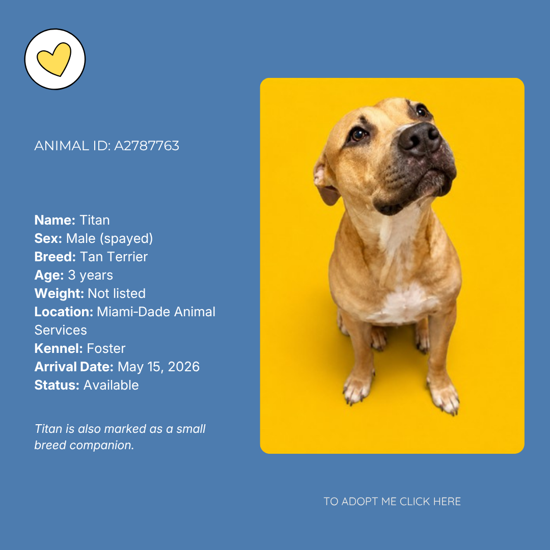 Foster dog profile card with a photo of a tan terrier named Titan, a blue background, and a yellow heart symbol. The card includes details such as animal ID A2787763, sex male spayed, age 3 years, location Miami-Dade Animal Services, arrival date May 15, 2026, and status available. The dog is looking upward with a slight tilt to the right against a yellow background.