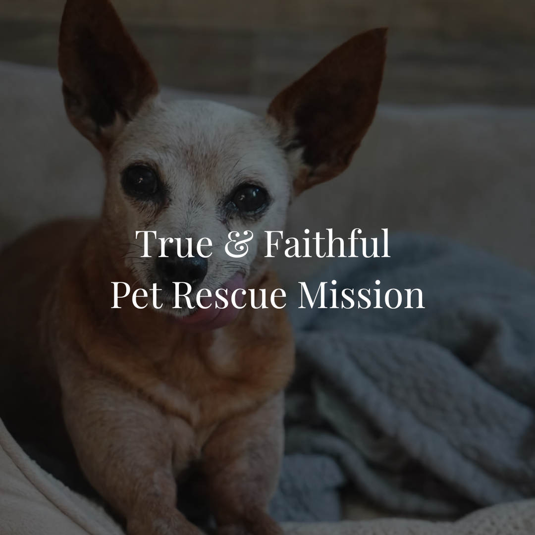 True & Faithful Pet Rescue Mission is a 501(c)(3) nonprofit in Florida dedicated to rescuing, rehabilitating, and rehoming senior and special-needs dogs, including those with complex medical needs. 𝐅𝐞𝐚𝐭𝐮𝐫𝐞𝐝 𝐚𝐬 𝐨𝐮𝐫 𝐑𝐞𝐬𝐜𝐮𝐞 𝐨𝐟 𝐭𝐡?