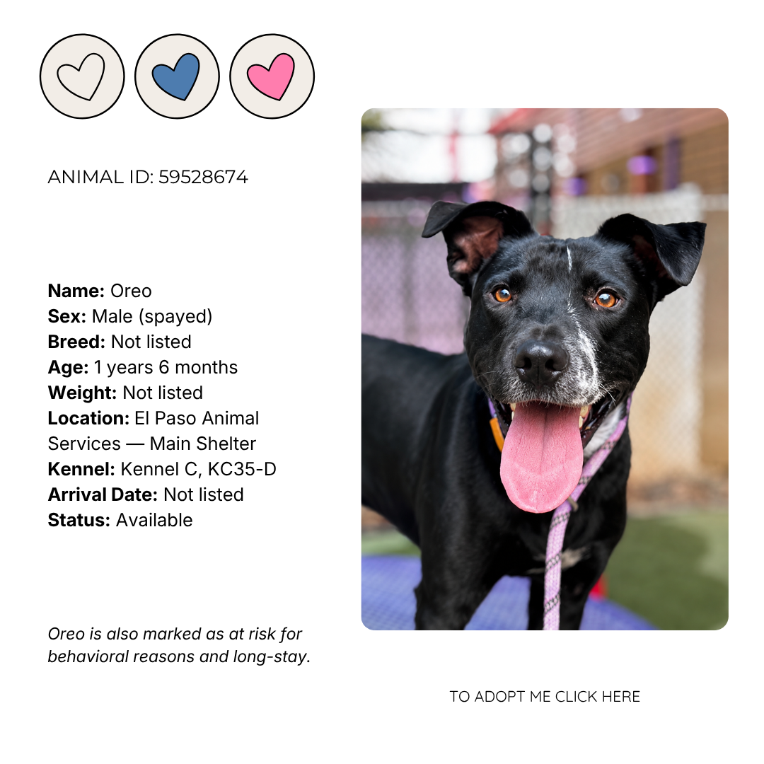 A smiling black dog with a pink tongue, wearing a purple leash, at an animal shelter.