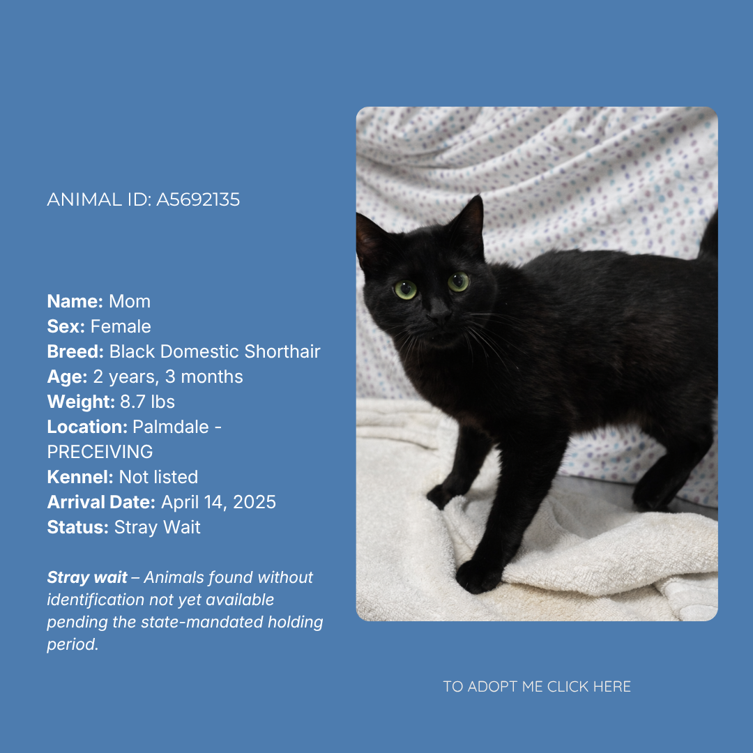 A cat adoption profile featuring a black domestic shorthair cat named Mom with green eyes, weighing 8.7 pounds, 2 years and 3 months old, located in Palmdale. The profile includes a photo of the cat standing on a soft surface with a blanket background.