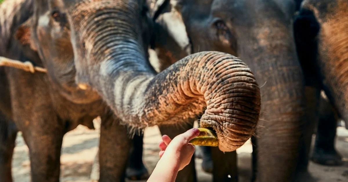 Person feeding an elephant with a yellow treat, elephants in the background