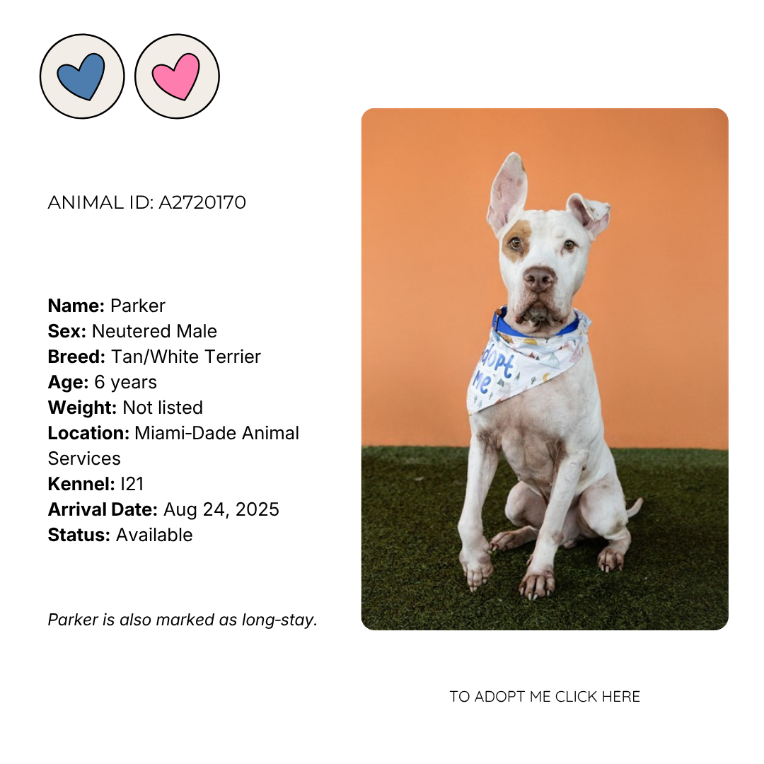 Photo of a white and tan terrier dog named Parker, sitting on green grass with an orange background, wearing a colorful bandana, with two heart icons above and adoption information on the side.