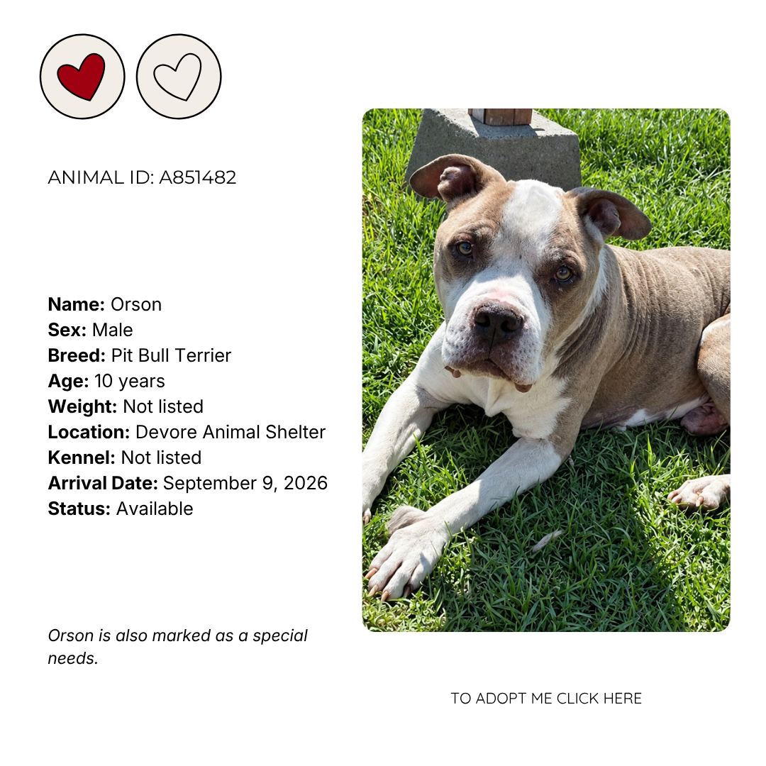 A dog lying on grass with a concrete block behind it, looking at the camera. The dog is a tan and white pit bull terrier.